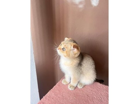Scottish fold golden kedimiz