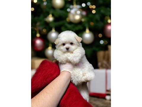 Teacup maltipoo son dişi yavrumuz