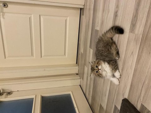 Erkek chinchilla