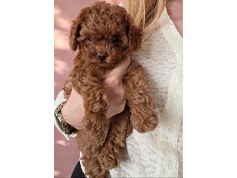Toypoodle yavrularımız veteriner kontrollü 