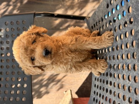 Maltipoo bebekler