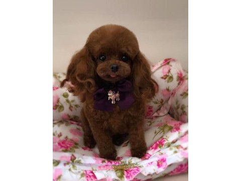 Havalı poodle patilerimiz