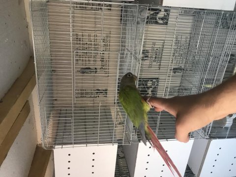 Konur takım dişi ful evcil isteyene gider