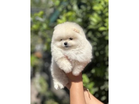 Pomeranian boo köpeğimiz