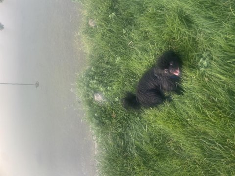 Siyah pekinez köpeğim