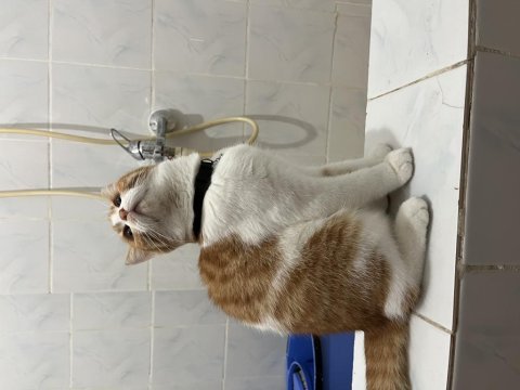 Ücretsiz acil sahiplendirme kedimiz