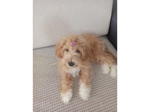 9 aylık dişi sağlıklı sevecen maltipoo