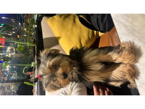 Yorkshire terrier 4-5 aylık