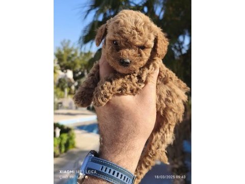 Poodle bebeğimiz