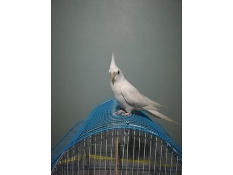 Konuşan albino sultan papağanı
