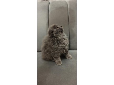 Kızımıza yeni yuva arıyoruz scottish fold