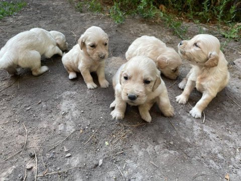 Minik goldenlarımız sahiplerini arıyor