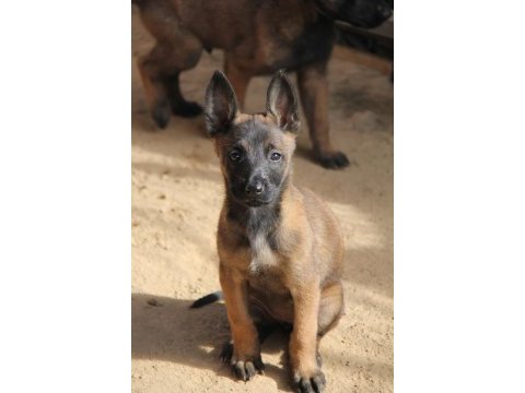 Safkan ırk garantili malinois yavrular