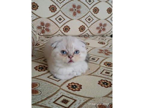 Dünya tatlısı scottish fold yavrularımız