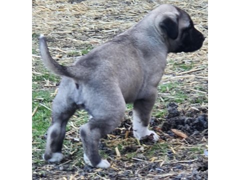Kangal yavru devler yine meydanlarda