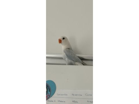 Ele alışkın bebek papağanlar