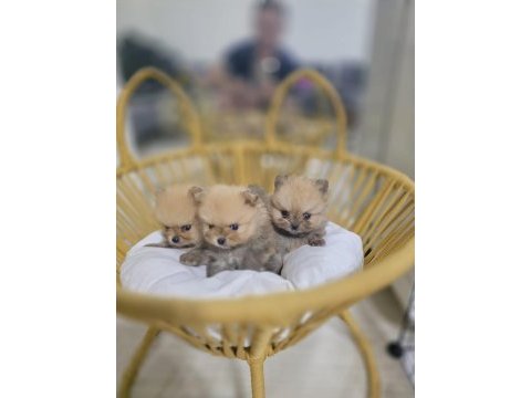 Dişi 2.5 aylık pomeranian boo yavrumuz