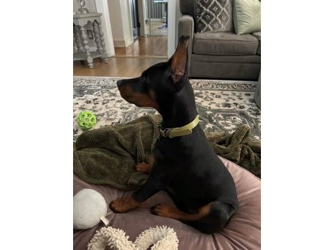 Sağlık ve ırk garanti doberman