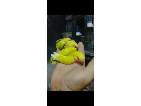 Ele alışkın bebek papağanlar