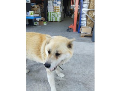 Akita japon akıllı köpeği sadik ve savunmacı