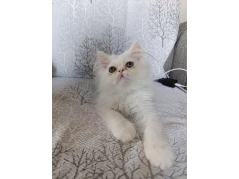 Son bebek kedilerim