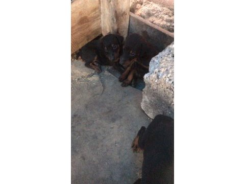 Doberman 35 günlük dişi