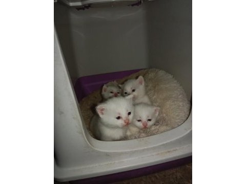 45 günlük yavru british shorthair