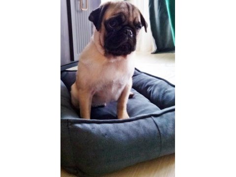 Acil 4 aylık erkek yavru pug
