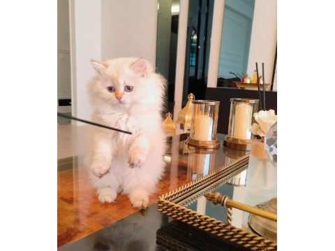 Full şecereli safkan british longhair bebekler