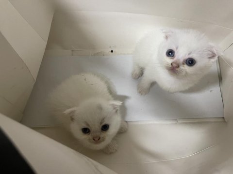 Yeterince anne sütü almış tuvalet eğitimli kediler