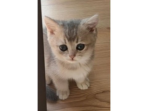 Şafkan british shorthair