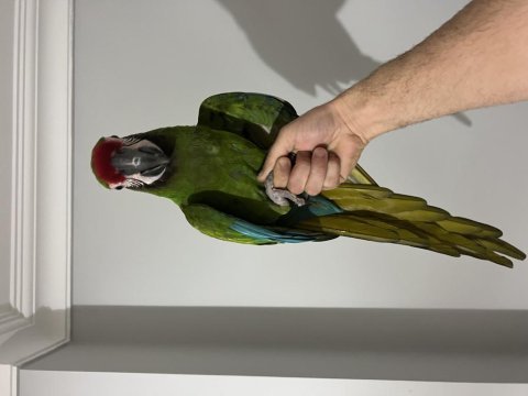 Military macaw papağanı