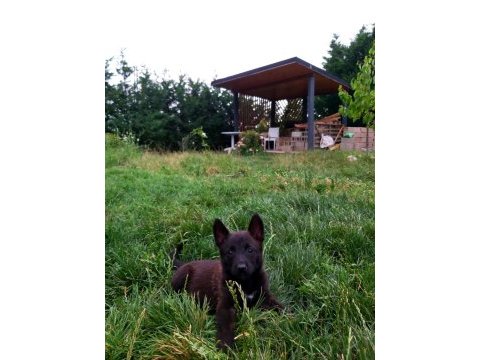 A+ kalite safkan malinois yavruları