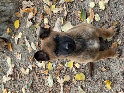 A kalite safkan dişi fcı-kıf anne baba malinois