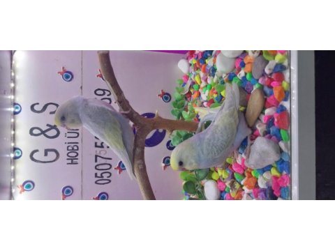 30 35 günlük bebek muhabbet kuşu yavruları