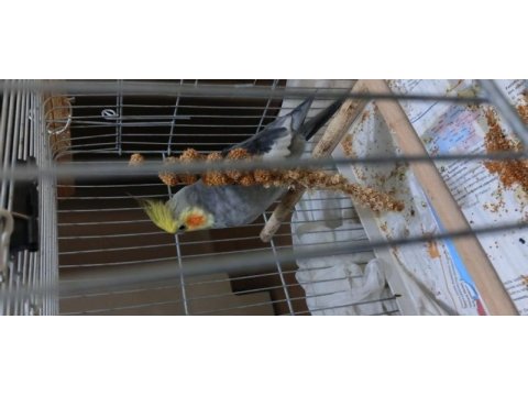 1.5 yaşında kıpır kıpır erkek sultan papağanı