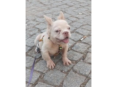 French bulldog 5 aylık