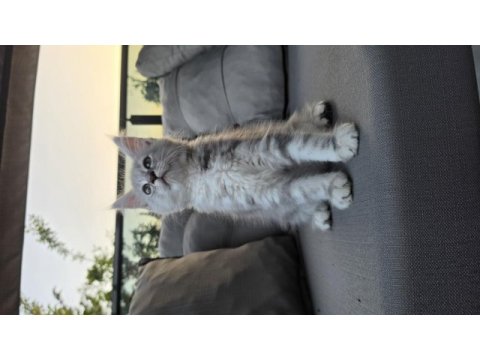 Uyguna dev maine coon