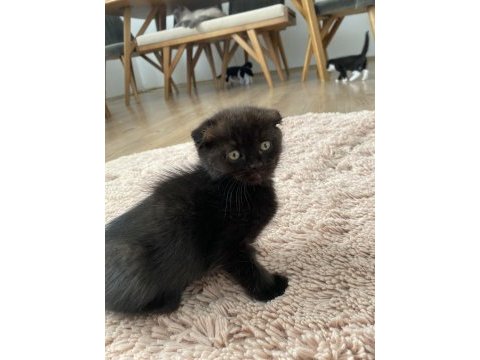 Scottish fold yavrular