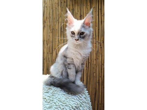 Lo şecereli maine coon kediler