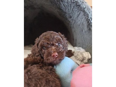 Erkek toy poodle köpeğimiz