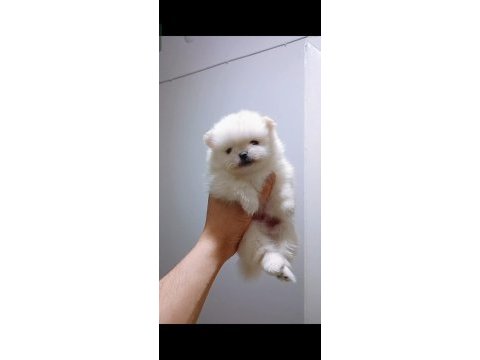 Pomeranian boo günlük