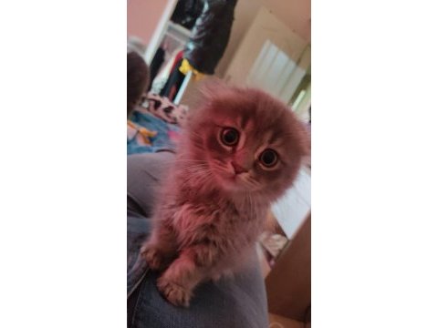 Tam bir oyuncu yavru scottish fold