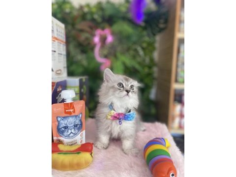 Sağlık ırk garantili british longhair yavrularım