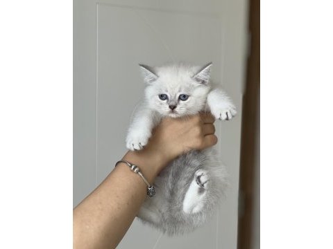 Hemen teslim british shorthair yavrum