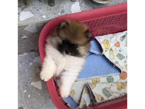 Pomeranian boo garantili