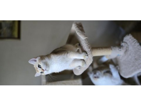 Safkan british shorthair ny 11 iki yavru dişi ve erkek