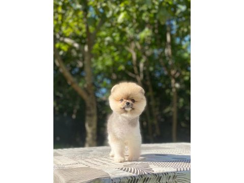 Pomeranian boo yavrularımız