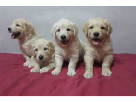 Sevimli ve oyuncu golden yavrularımız