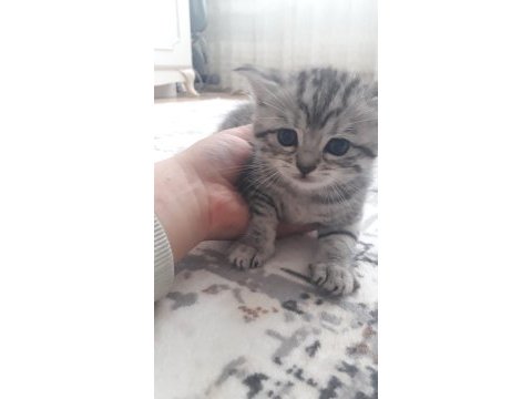 Scottish straight ve british shorthair yavrular